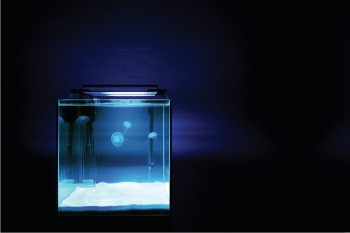 Merit Zimmermann | Carsten Nicolai im K21 |